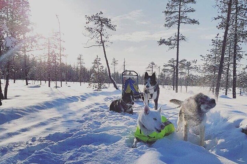 Half-Day Husky Sledding Tour