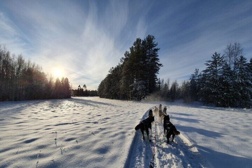 Half-Day Husky Sledding Tour