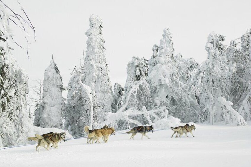 Half-Day Husky Sledding Tour