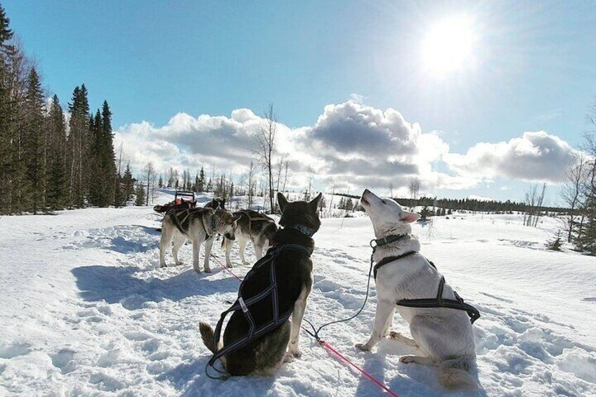 Half-Day Husky Sledding Tour