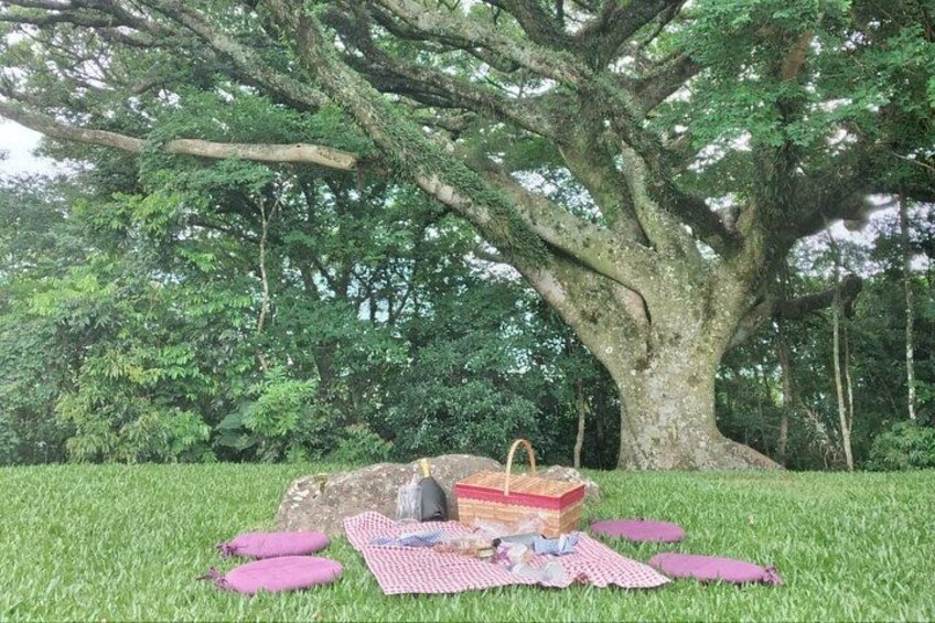Private Picnic at the Vinícola Gardens in Gramado 2