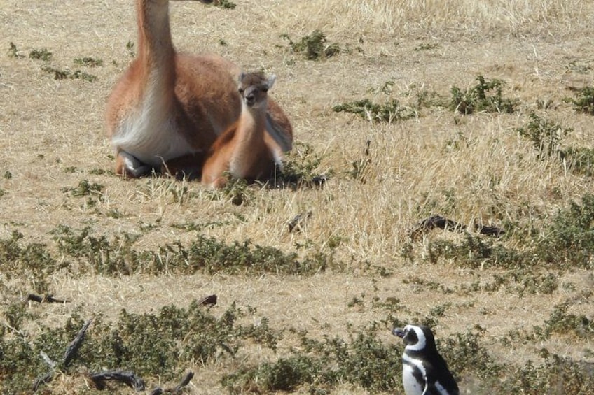 En giraff och en fågel i ett torrt gräsland. 2