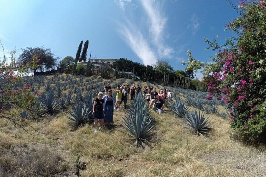 Private One Day Tour in Guachimontones and La Fortaleza Distillery