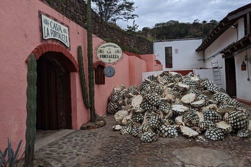 Private One Day Tour in Guachimontones and La Fortaleza Distillery