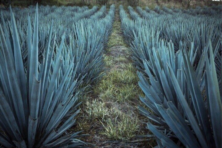 Private Full Day Tour in Guachimontones and Orendain Tequila