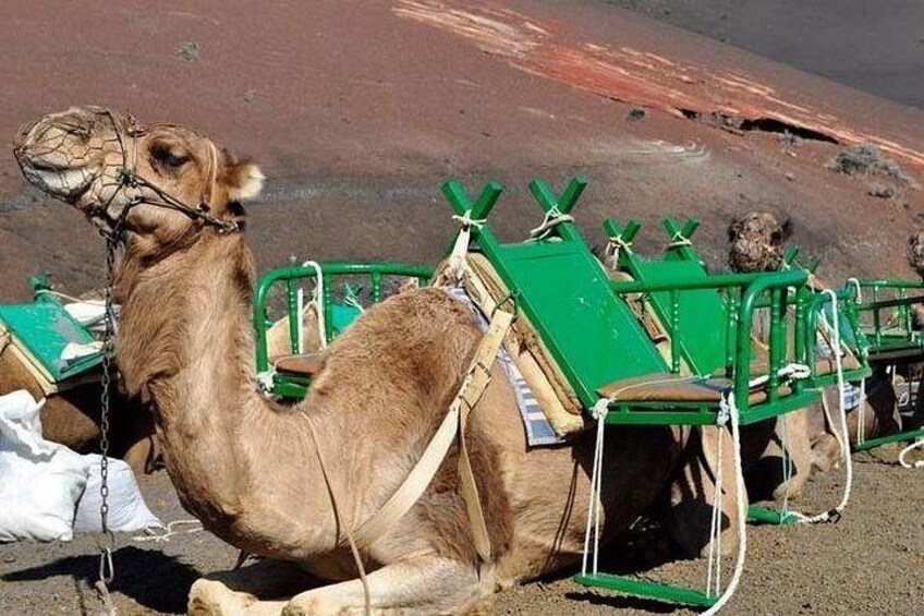 A camel with a saddle and a green cart. 2