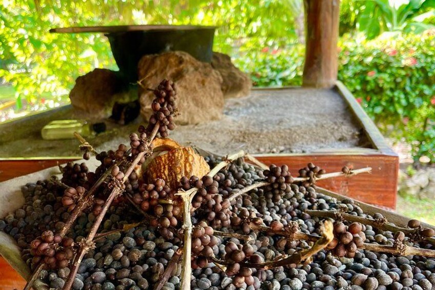Un tavolo di legno con un mucchio di frutta scura e un cocco. 5