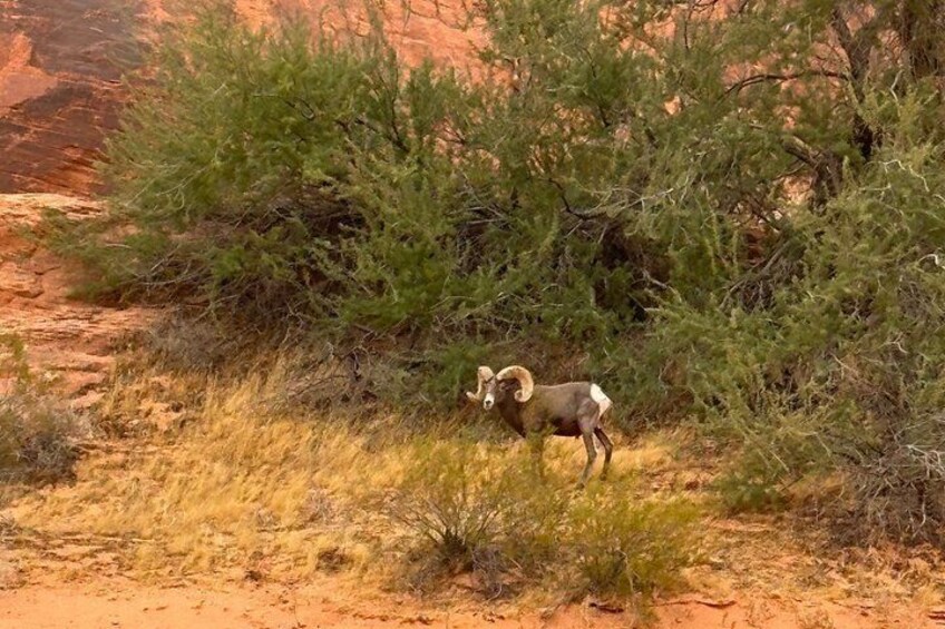A bighorn sheep in a desert landscape with sparse vegetation and red rock formations. 2