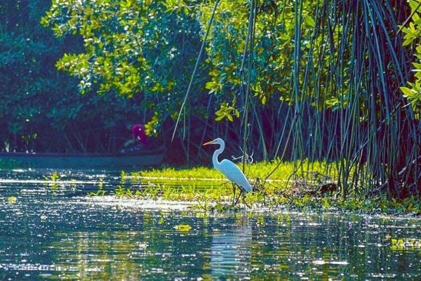 A white bird standing in shallow water with reflections of surrounding greenery. 1