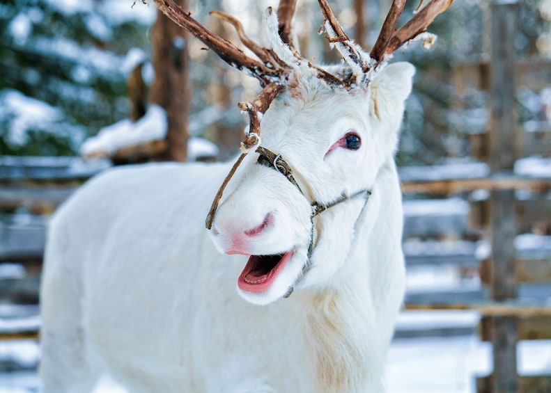 Santa Claus Village & Magical Christmas Audio Tour