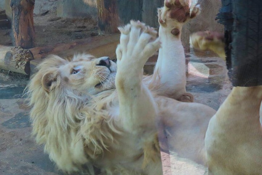 Un león acostado boca arriba con las patas levantadas, dentro de un recinto zoológico. 2