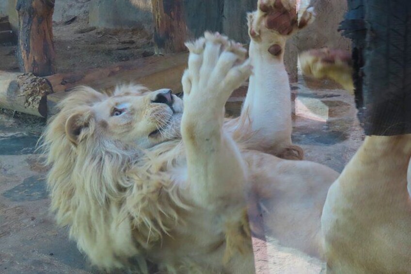 Un leone sdraiato sulla schiena con le zampe alzate, probabilmente in un recinto di uno zoo. 2