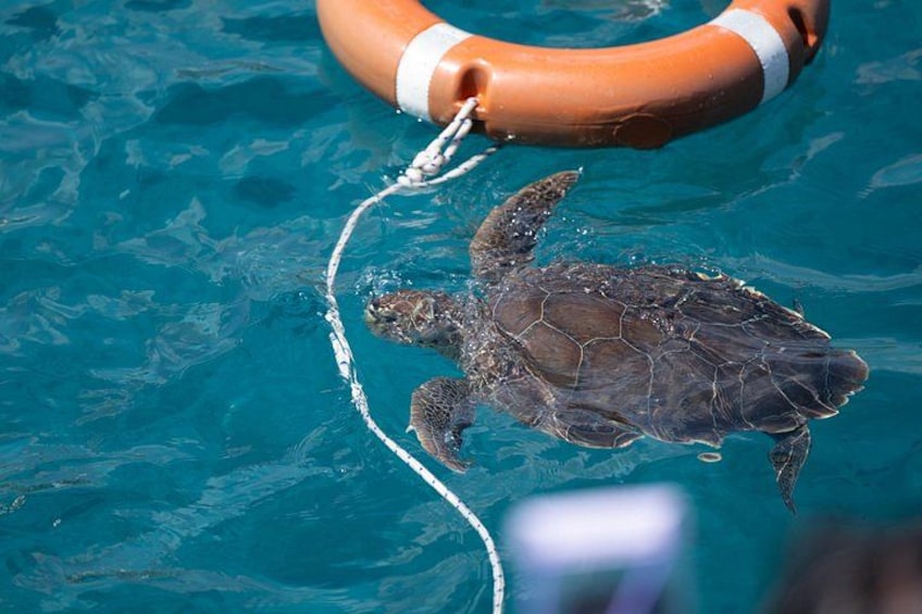 Turtle Cove 2
