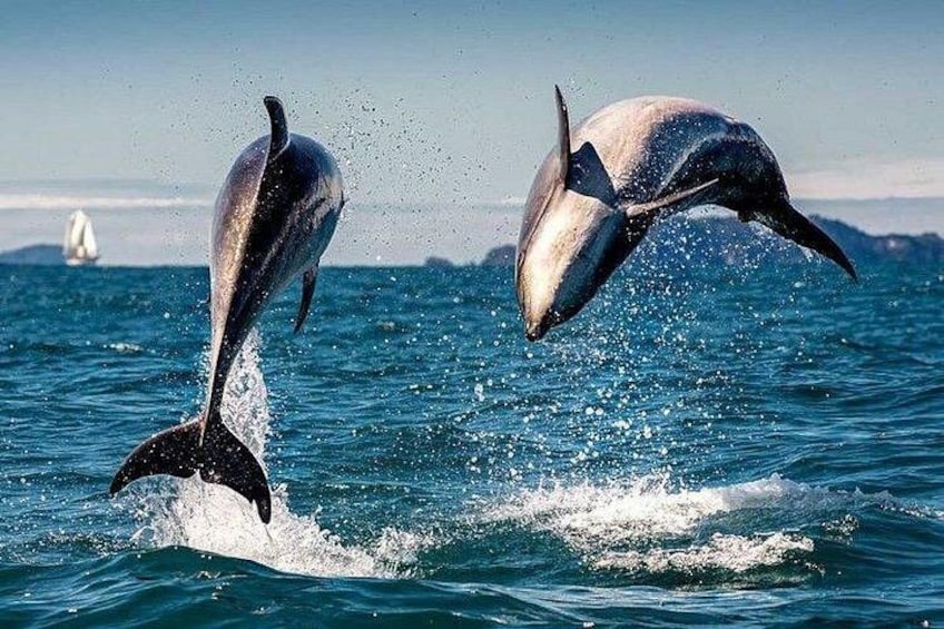 Two dolphins leaping out of the water with a sailboat in the background. 5