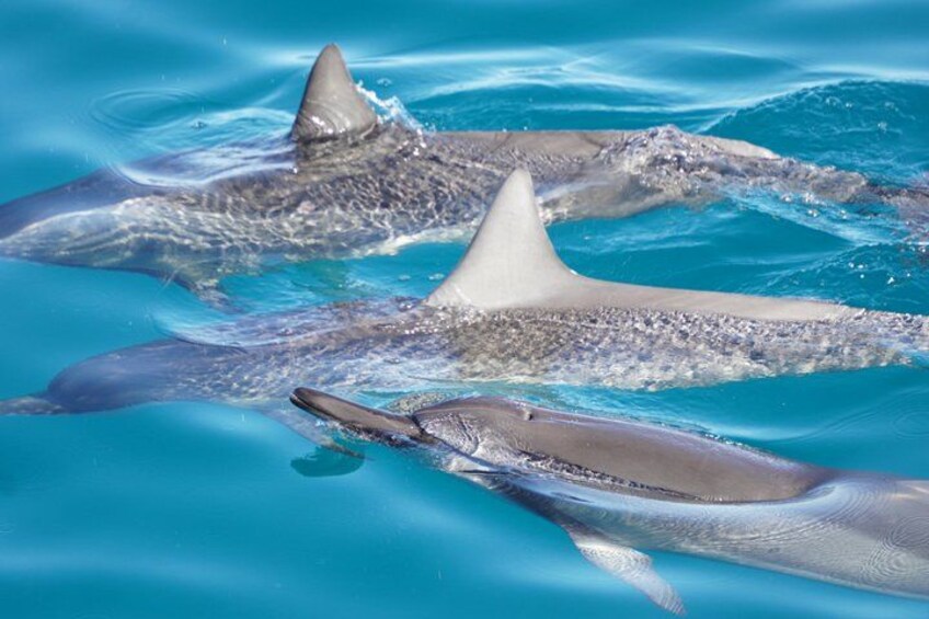 Swimming with Wild Dolphins Speedboat Adventure on Oahu 2