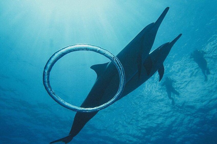 Swimming with Wild Dolphins Speedboat Adventure on Oahu 5