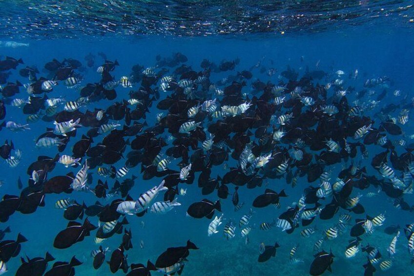 Snorkel in an ocean teeming with life. 4