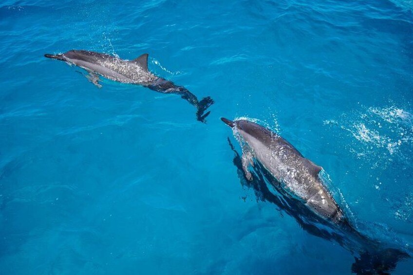 Swimming with Wild Dolphins Speedboat Adventure on Oahu 3