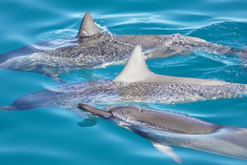 Swimming with Wild Dolphins Speedboat Adventure on Oahu 2