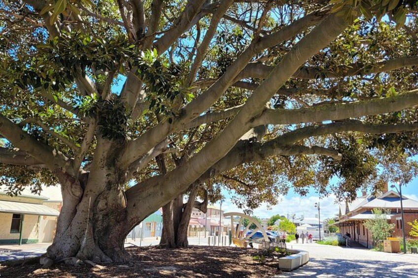 Discover Victor Harbor Walking Tour 3