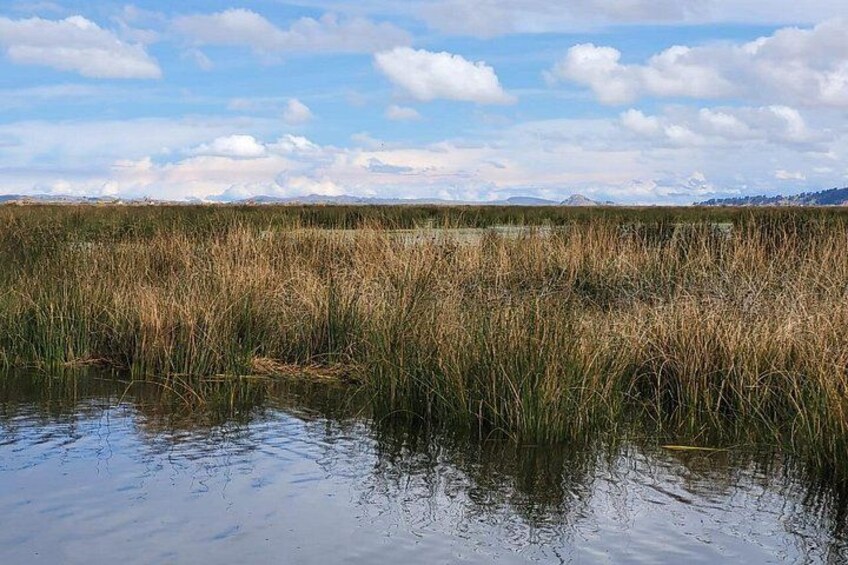 Une zone marécageuse avec de hautes herbes et une surface d’eau calme, sous un ciel partiellement nuageux. 2
