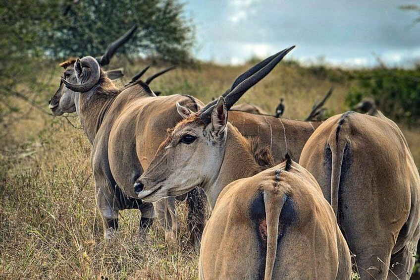 Private Safari Tour : Nairobi National Park 2