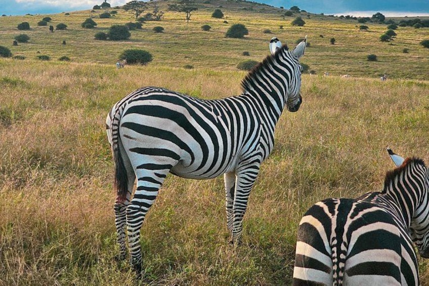 Private Safari Tour : Nairobi National Park 4