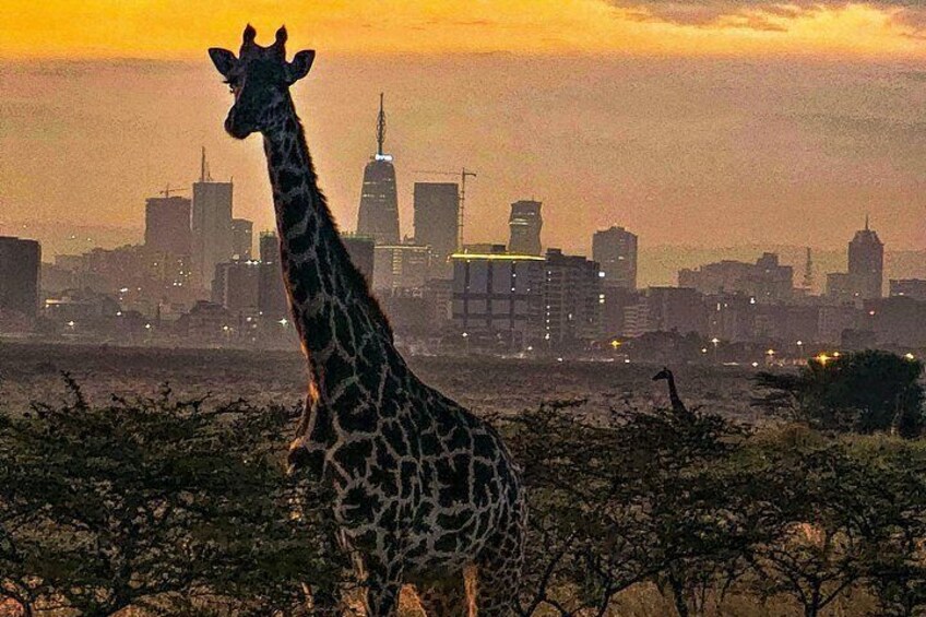 Private Safari Tour : Nairobi National Park 2
