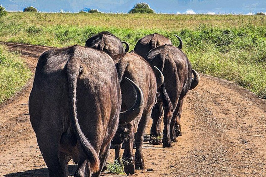 Private Safari Tour : Nairobi National Park 2