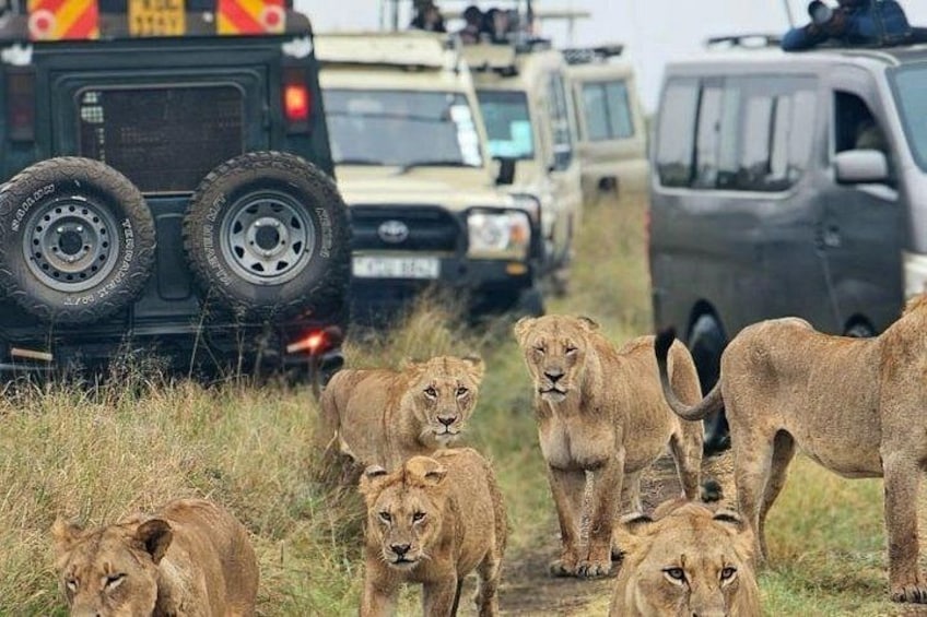Private Safari Tour : Nairobi National Park 3
