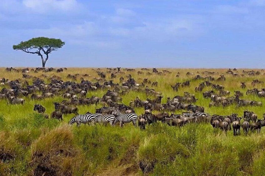 Private Safari Tour : Nairobi National Park 2