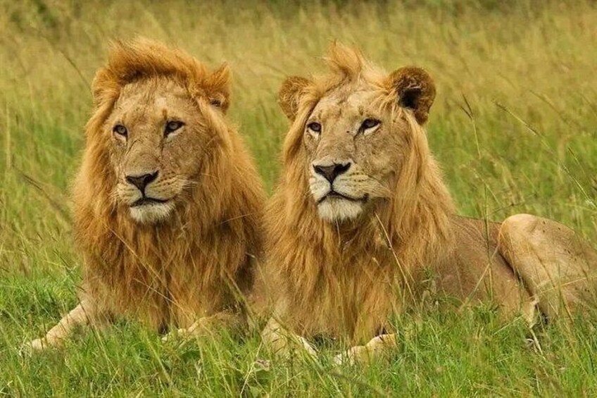 Private Safari Tour : Nairobi National Park 1