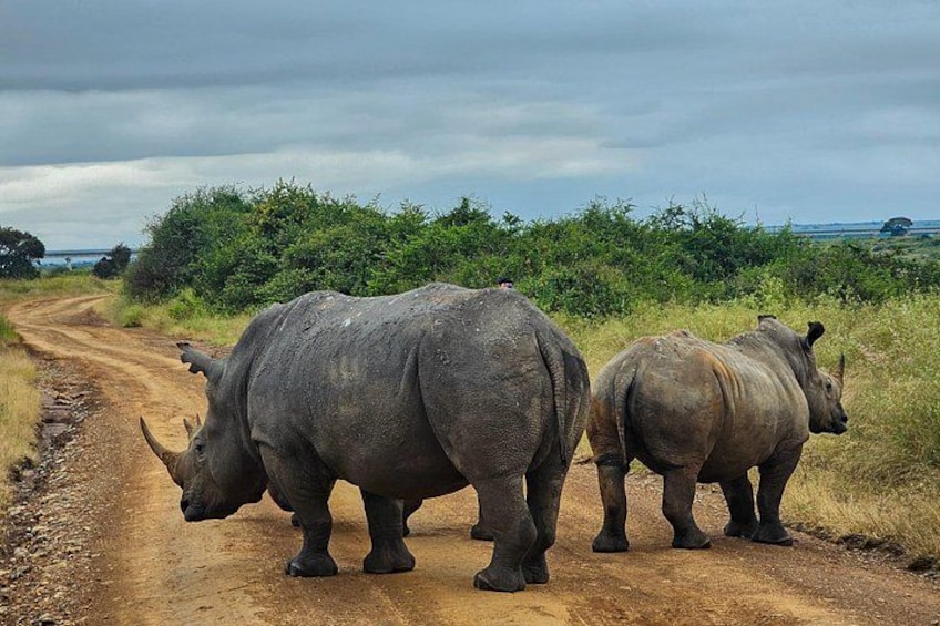 Private Safari Tour : Nairobi National Park 5