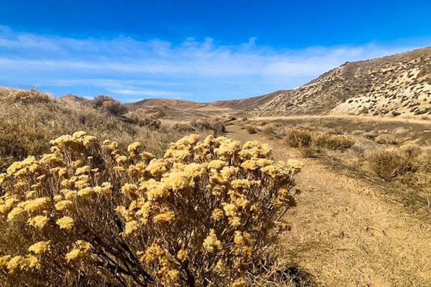 A desert landscape with yellow flowering bushes, a dirt path, and rolling hills under a clear blue sky. 4