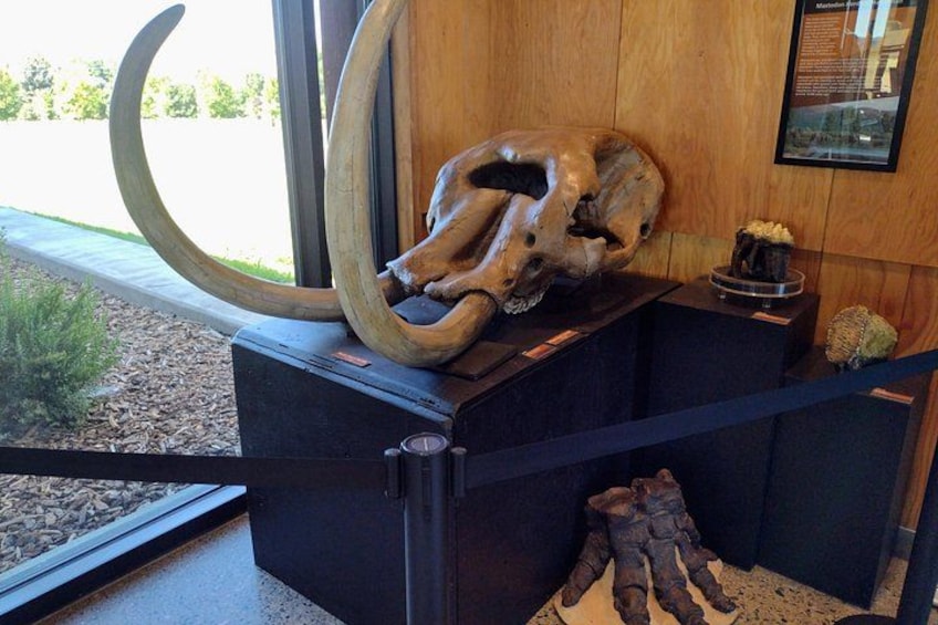 A large tusk and skull on display in a wooden case. 2