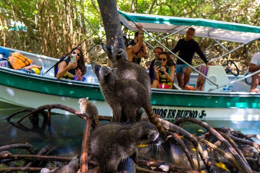 Un bote con gente a bordo, un mono en una rama de árbol y un río con troncos. 4