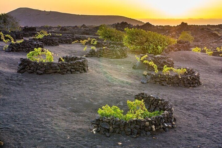 Grand Tour to Timanfaya and Jameos del Agua for cruise passengers