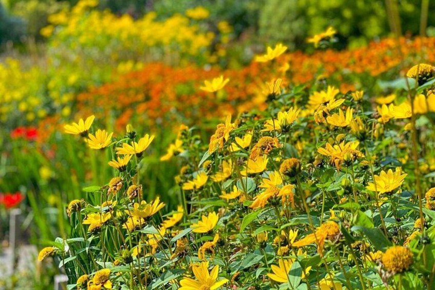 A field of yellow flowers with green foliage. 5