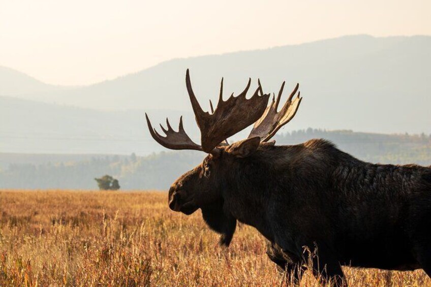 Full-Day Private Tour in Grand Teton National Park