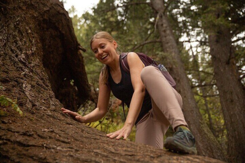 Full-Day Private Tour in Grand Teton National Park