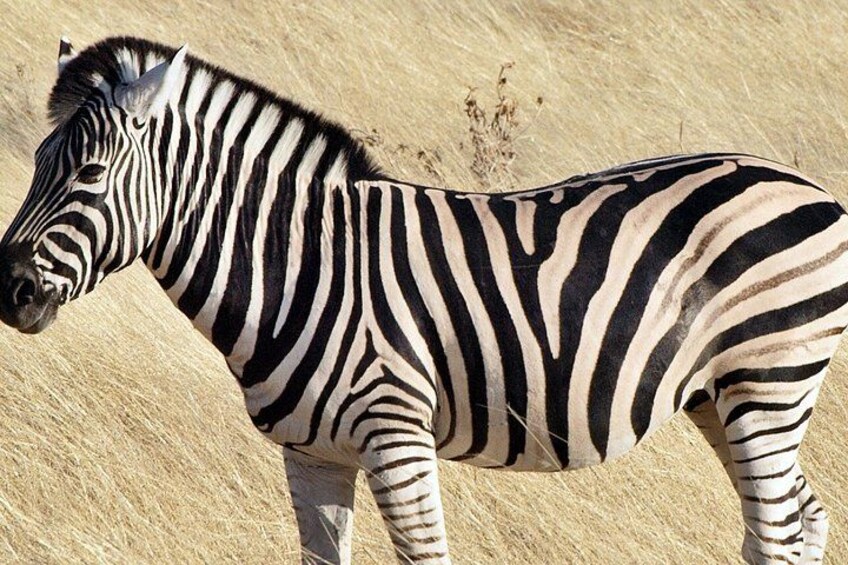 Durban to CapeTown - 7 Day Garden Route Tour & Addo National Park 3