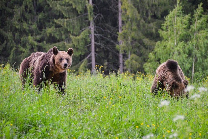Two brown bears in the clearing 2