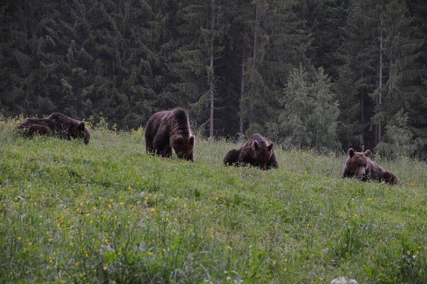 Een groep beren in een grasveld met een bos op de achtergrond. 2