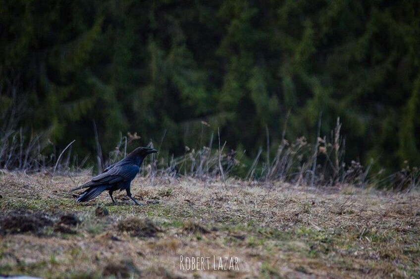 Een kraai loopt over een grasveld, met een bos op de achtergrond. 5