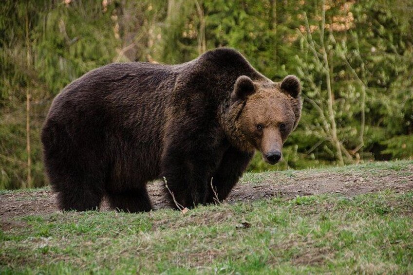 Een beer loopt over een stoffig bospad, omringd door gras en bomen. 3