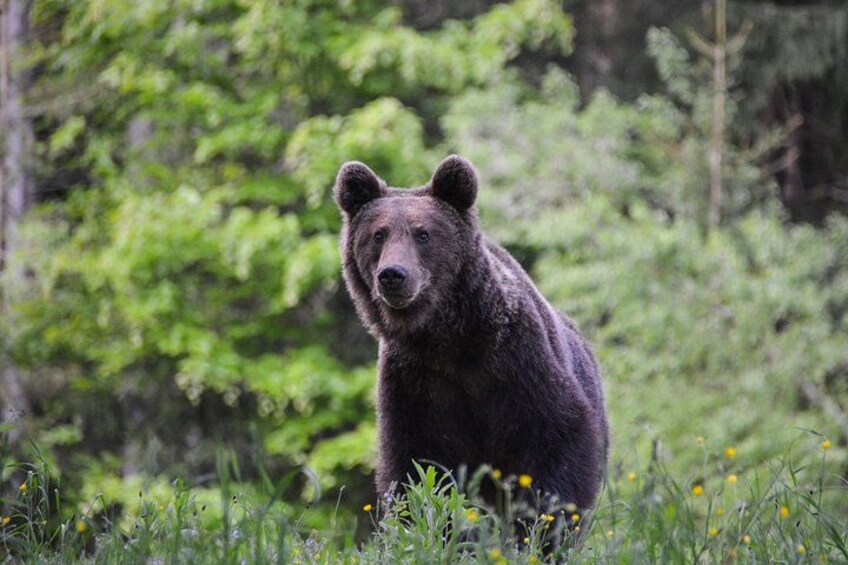 A bear in a forest with green foliage and yellow flowers. 3
