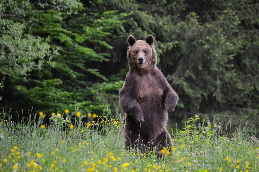 A bear standing in a field with yellow flowers and green trees in the background. 2