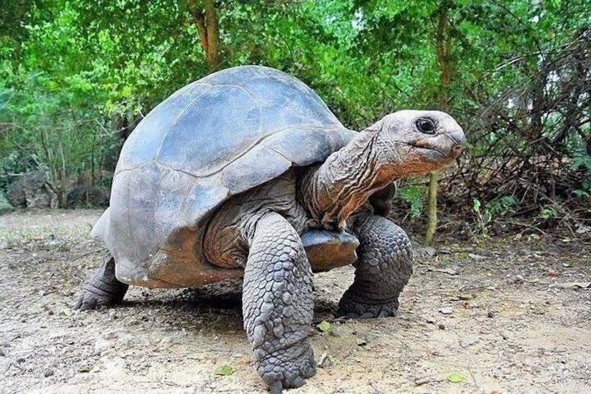 A large tortoise on a dirt path surrounded by greenery. 1