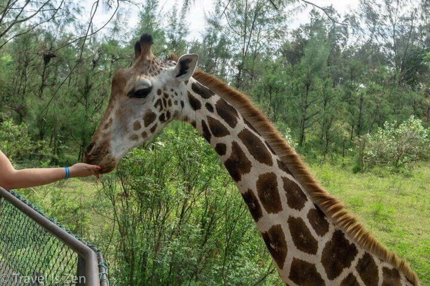 Giraffe