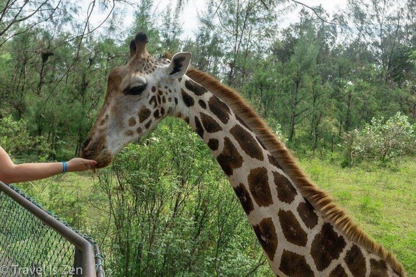 A giraffe with a patterned coat standing near a fence. 3